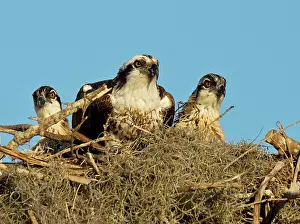 Ospreys: Osprey / Sea Hawk / Fish Eagle / River Hawk adult