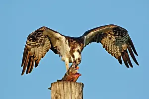 Bass: Osprey with Spotted Bass