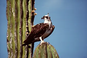 Cacti: OSPREY - standing on cactus