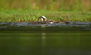 Amber: Osprey - on surface of water retrieving trout prey - August