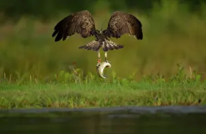 Amber: Osprey - tagged in flight with Trout prey in talons - August