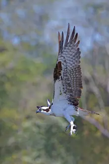 Haliaetus: Osprey - taking off Pandion haliaetus Tarcoles, Costa Rica B
