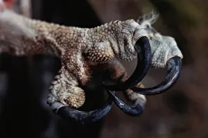 Haliaetus: Osprey talons