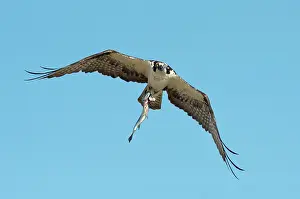 Haliaetus: Osprey with Trout