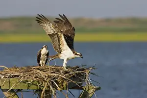 Pandionidae: Osprey with wings spread at nest