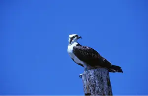 Posts: OSPREY - on wooden post