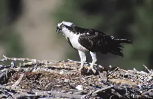 Pandion: Osprey and young