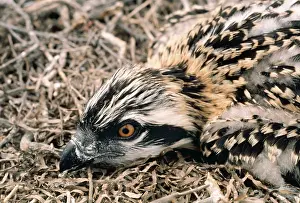 Osprey: OSPREY - young, close-up of head