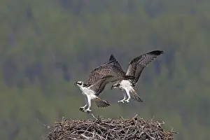 Ospreys: Osprey young at nest