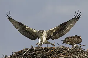Ospreys: Osprey young at nest