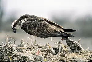 Osprey: OSPREY & YOUNG AT NEST - with nest