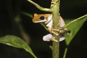 Planiceps: Osteocephalus planiceps
