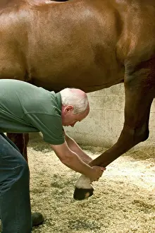 Stables: Osteopath working on horses's leg
