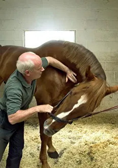 Vertebrae: Osteopath working on horses's neck vertebrae