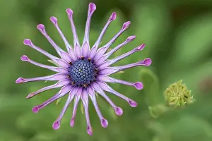 Osteospermum: Osteopernum, African daisy, Osteospermum Pink Whirls