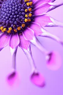 Whirligig: Osteospermum