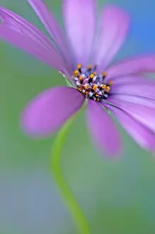 Osteospermum: Osteospermum