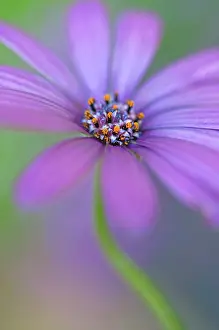 Osteospermum: Osteospermum