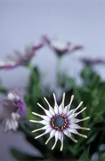 Osteospermum: Osteospermum