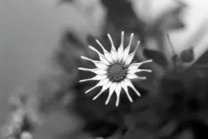 Osteospermum: Osteospermum