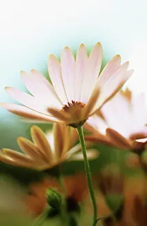 Osteospermum: Osteospermum