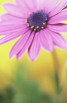 Osteospermum: Osteospermum