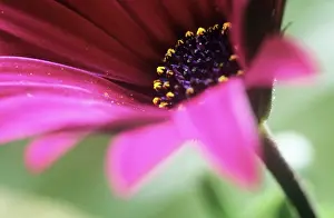 Osteospermum: Osteospermum