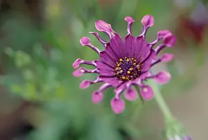 Osteospermum: Osteospermum
