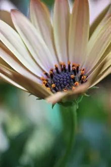 Osteospermum: Osteospermum