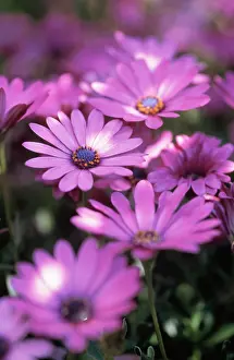 Osteospermum: Osteospermum