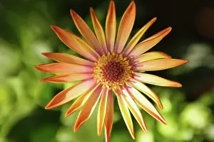 Osteospermum: Osteospermum