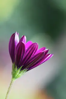 Osteospermum: Osteospermum