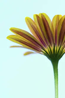 Osteospermum: Osteospermum