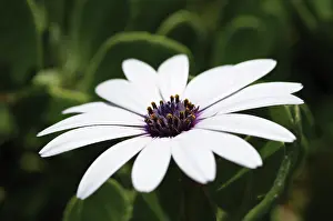 Osteospermum: Osteospermum