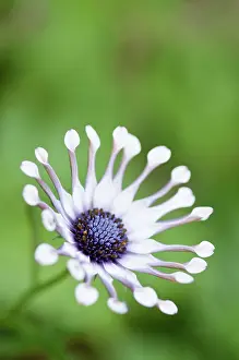 Osteospermum: Osteospermum