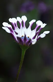 Osteospermum: Osteospermum