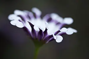 Osteospermum: Osteospermum