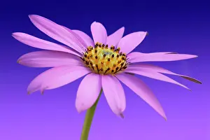 Osteospermum: Osteospermum