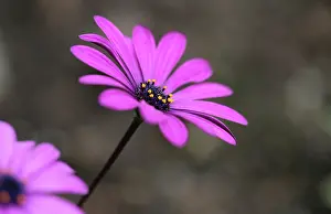 Osteospermum: Osteospermum