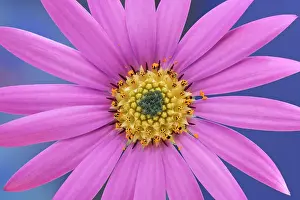Osteospermum: Osteospermum