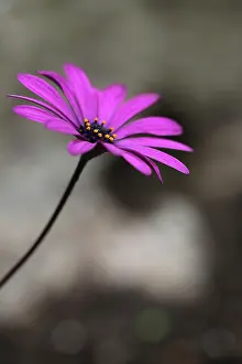 Osteospermum: Osteospermum