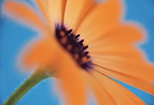 Osteospermum: Osteospermum