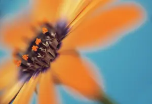 Osteospermum: Osteospermum