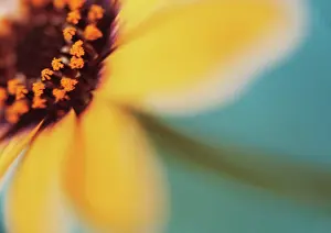 Osteospermum: Osteospermum
