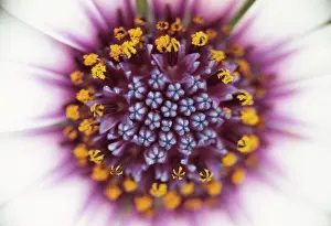 Osteospermum: Osteospermum