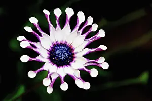 Osteospermum: Osteospermum