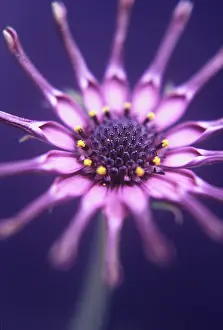 Osteospermum: Osteospermum