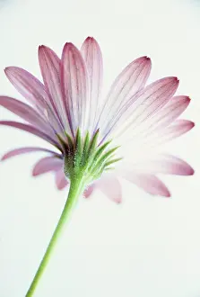 Osteospermum: Osteospermum