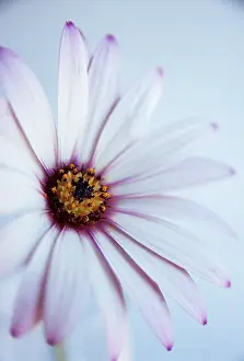 Osteospermum: Osteospermum
