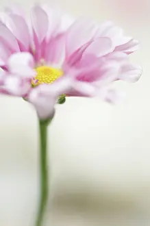 Osteospermum: Osteospermum